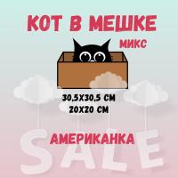 КОТ В МЕШКЕ! "МИКС, АМЕРИКАНКА"